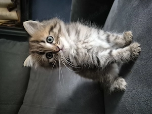 Langhaar Katzenbabys mit grau blauen Augen