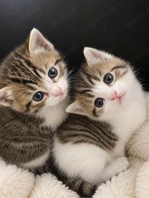 BKH Mix kitten
