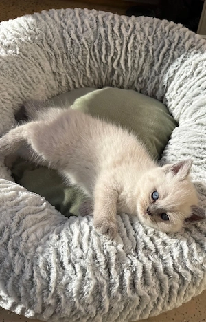 BKH & BLH Kitten suchen ein liebevolles Zuhause