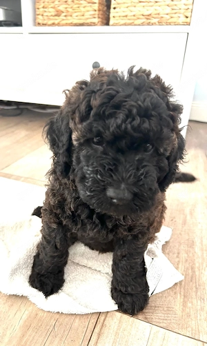 Mini Labradoodle Welpen Rüden aus chemie- und impffreier Aufzucht mit Papieren