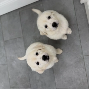 Zwei wunderschöne weiße Golden Retriever Welpen suchen ein liebevolles Zuhause 