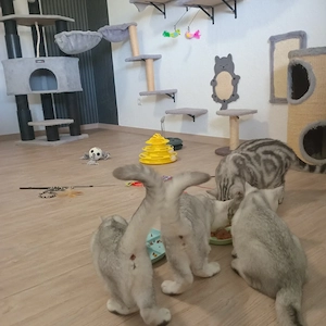 Abgabebereit,BKH Kitten 