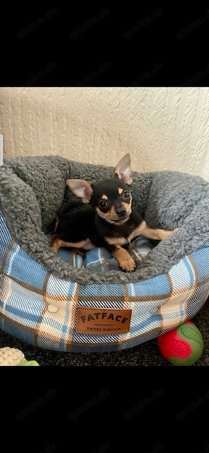 Liebevoller Chihuahua-Welpe sucht ein neues Zuhause