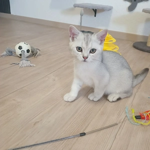 Abgabebereit,BKH Kitten 