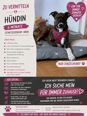 Welpe Gioia sucht ein Zuhause   