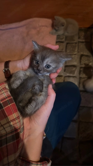 Zauberhafte Bkh-Katerchen 