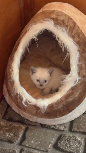 Zauberhafte Bkh-Katerchen  Bild 2