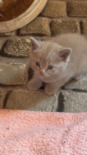 Zauberhafte Bkh-Katerchen  Bild 3