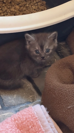 Zauberhafte Bkh-Katerchen  Bild 5