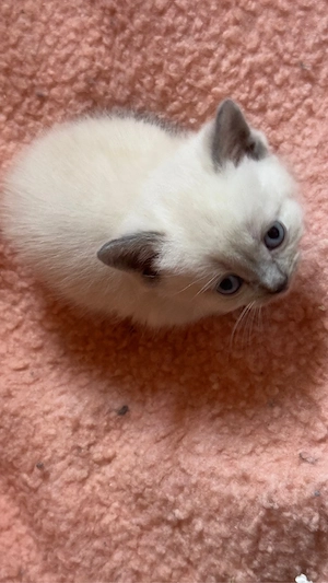 Zauberhafte Bkh-Katerchen  Bild 4