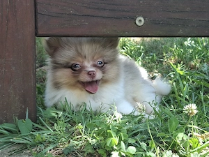 hübsches Pomchi Mädchen abzugeben