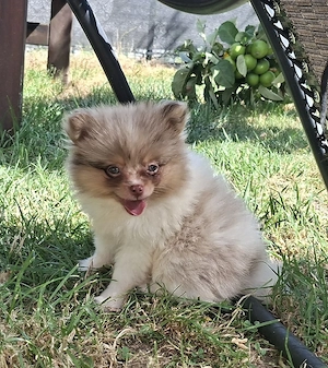 hübsches Pomchi Mädchen abzugeben