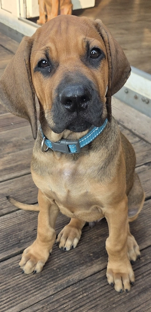 Rhodesian Ridgeback Weimaraner Mischlings Welpen