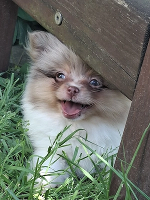 hübsches Pomchi Mädchen abzugeben