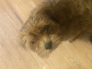 3 Lhasa Apso Welpen 