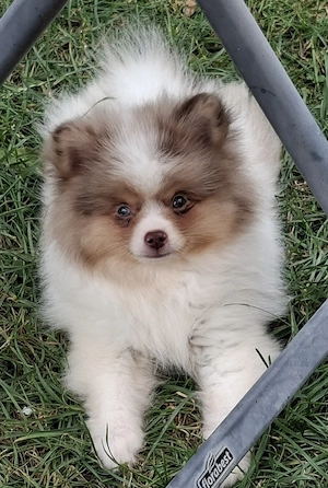 hübscher Pomchi Rüde mit toller Zeichnung abzugeben