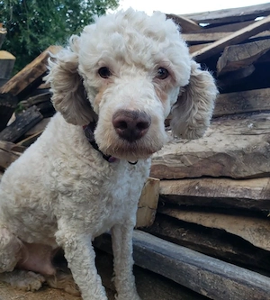 NEWGUY - toller Schatz sucht seine Menschen (wartet in Rumänien)
