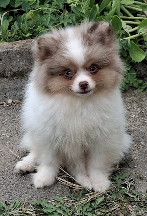 hübscher Pomchi Rüde mit toller Zeichnung abzugeben