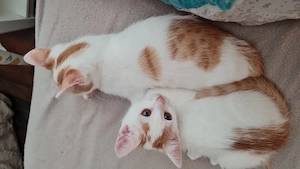 Es ist noch 1 kleiner Kater abzugeben!