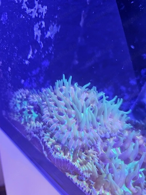 Meerwasser Aquarium Korallen Ableger lps Anemone 