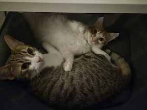 zwei junge Kater suchen ihr für immer zuhause
