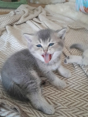 1 Blue-Golden ( seltene Farbe)  Kater  und 1Blue Point  Kater, Britisch Kurzhaar 