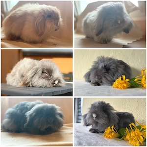 Teddywidder  Lionlops Hasen Kaninchen 