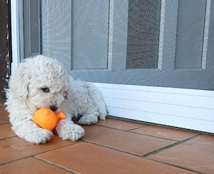 bichon  hund