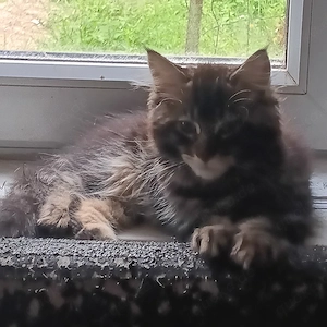 5 Maine Coon Mix Kater Kitten 