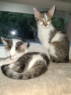 Kätzchen Kitten Katerchen
