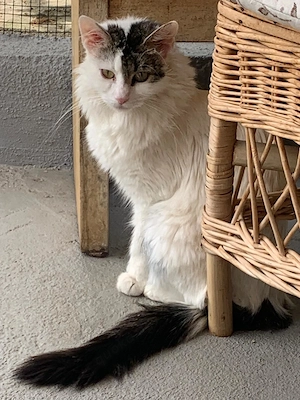 Marylou sucht ihr Zuhause 