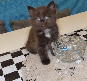 BKH Kitten Mädchen in der Farbe Black-Chocolate 