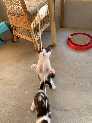 Meggie, Milo und Mozart suchen ihr Zuhause Bild 8