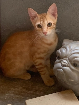 Meggie, Milo und Mozart suchen ihr Zuhause Bild 5