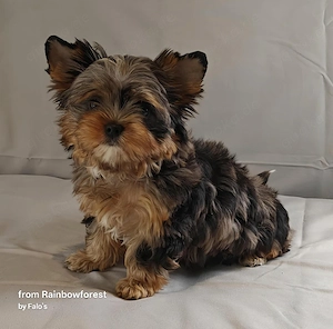 Biro- Biewer- YorkshireTerrier-WELPEN mit Ahnenpass
