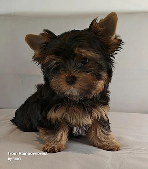 YorkshireTerrier-WELPEN mit Ahnenpass