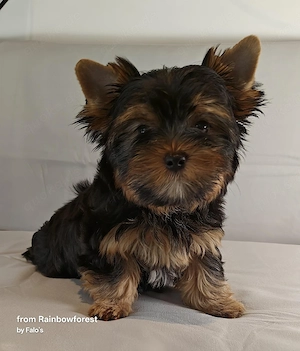 Biewer- u. YorkshireTerrier-WELPEN mit Ahnenpass