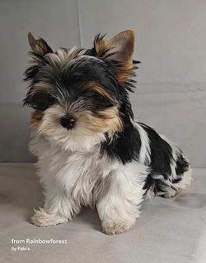 Biewer- u. YorkshireTerrier-WELPEN mit Ahnenpass