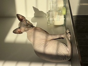 Sphinx Katze weiblich 