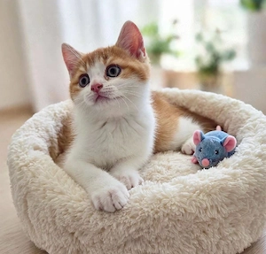 Nur noch 1 zuckersüßer reinrassiger BKH Kitten Prinz im seltenem Farbtraum sucht sein Herzensmensch