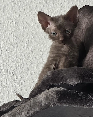 Sphynx   Devon Rex - Kitten :)