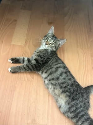 drei kitten suchen neues Zuhause :)