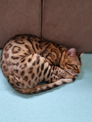 Bengal Deckkater Mailo.