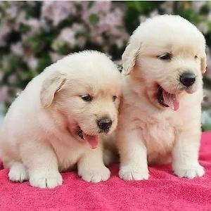 Liebevolle Golden-Retriever-Welpen   3 Monate alt