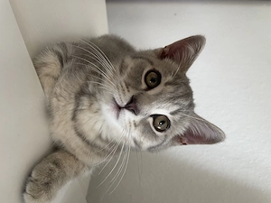 BKH Blue Silber Tabby Kitten