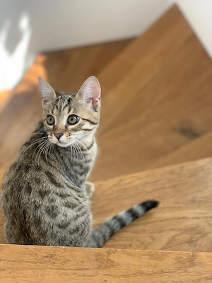 Bengal Mix Kitten Katzenbabys Katze Kater 