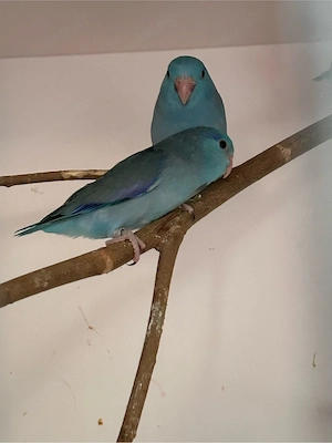 Blaugenick-Sperlingspapagei