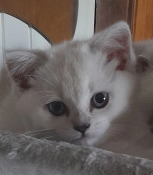 BKH Kitten Seal - Silver Shaded Points