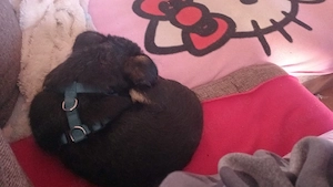 verkauf eine mischling hund