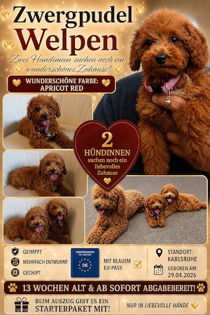 Zwergpudel in Apricot Red 